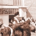امام در قم